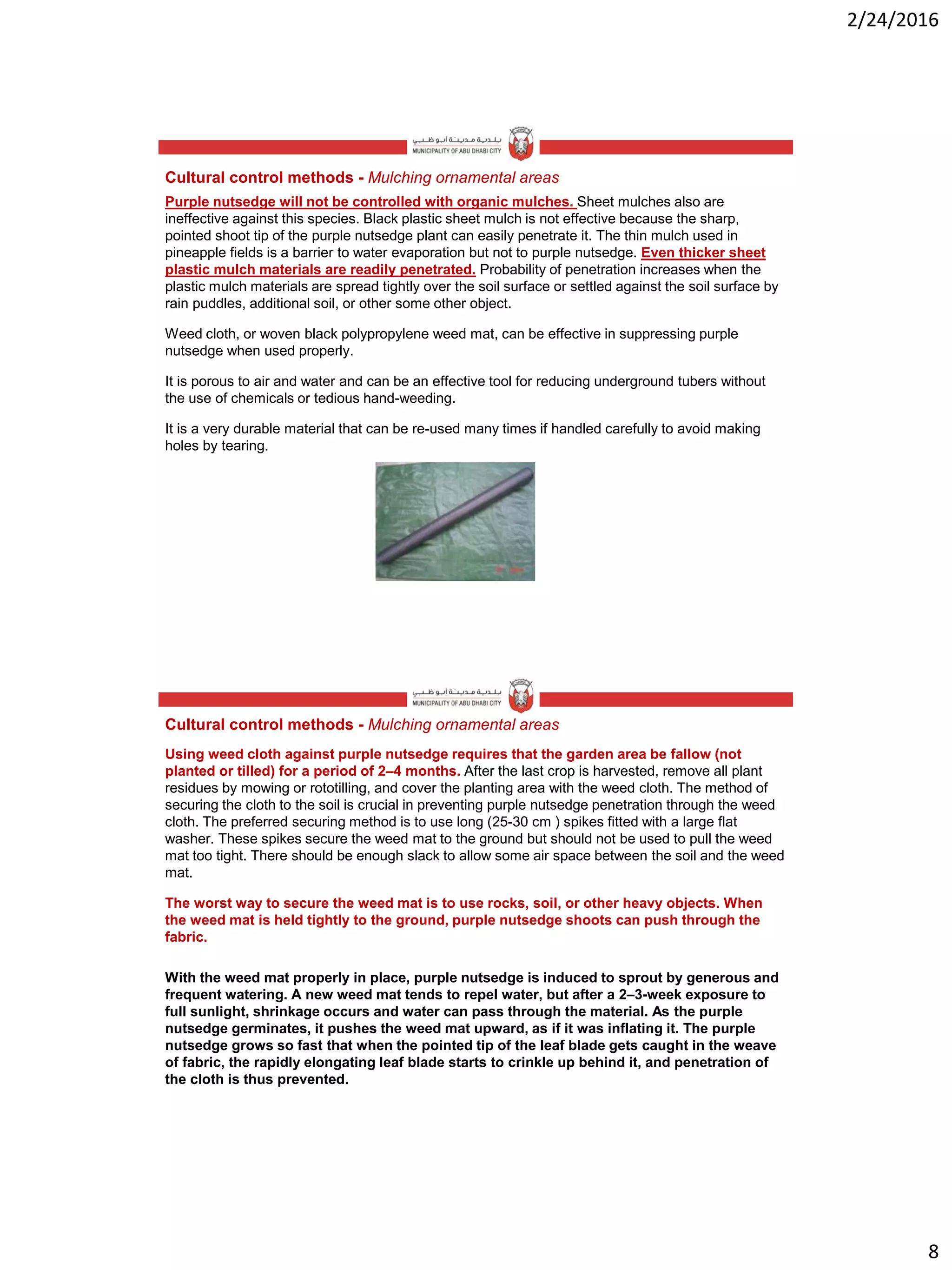 2/24/2016
8
Cultural control methods - Mulching ornamental areas
Purple nutsedge will not be controlled with organic mulches. Sheet mulches also are
ineffective against this species. Black plastic sheet mulch is not effective because the sharp,
pointed shoot tip of the purple nutsedge plant can easily penetrate it. The thin mulch used in
pineapple fields is a barrier to water evaporation but not to purple nutsedge. Even thicker sheet
plastic mulch materials are readily penetrated. Probability of penetration increases when the
plastic mulch materials are spread tightly over the soil surface or settled against the soil surface by
rain puddles, additional soil, or other some other object.
Weed cloth, or woven black polypropylene weed mat, can be effective in suppressing purple
nutsedge when used properly.
It is porous to air and water and can be an effective tool for reducing underground tubers without
the use of chemicals or tedious hand-weeding.
It is a very durable material that can be re-used many times if handled carefully to avoid making
holes by tearing.
Cultural control methods - Mulching ornamental areas
Using weed cloth against purple nutsedge requires that the garden area be fallow (not
planted or tilled) for a period of 2–4 months. After the last crop is harvested, remove all plant
residues by mowing or rototilling, and cover the planting area with the weed cloth. The method of
securing the cloth to the soil is crucial in preventing purple nutsedge penetration through the weed
cloth. The preferred securing method is to use long (25-30 cm ) spikes fitted with a large flat
washer. These spikes secure the weed mat to the ground but should not be used to pull the weed
mat too tight. There should be enough slack to allow some air space between the soil and the weed
mat.
The worst way to secure the weed mat is to use rocks, soil, or other heavy objects. When
the weed mat is held tightly to the ground, purple nutsedge shoots can push through the
fabric.
With the weed mat properly in place, purple nutsedge is induced to sprout by generous and
frequent watering. A new weed mat tends to repel water, but after a 2–3-week exposure to
full sunlight, shrinkage occurs and water can pass through the material. As the purple
nutsedge germinates, it pushes the weed mat upward, as if it was inflating it. The purple
nutsedge grows so fast that when the pointed tip of the leaf blade gets caught in the weave
of fabric, the rapidly elongating leaf blade starts to crinkle up behind it, and penetration of
the cloth is thus prevented.
 