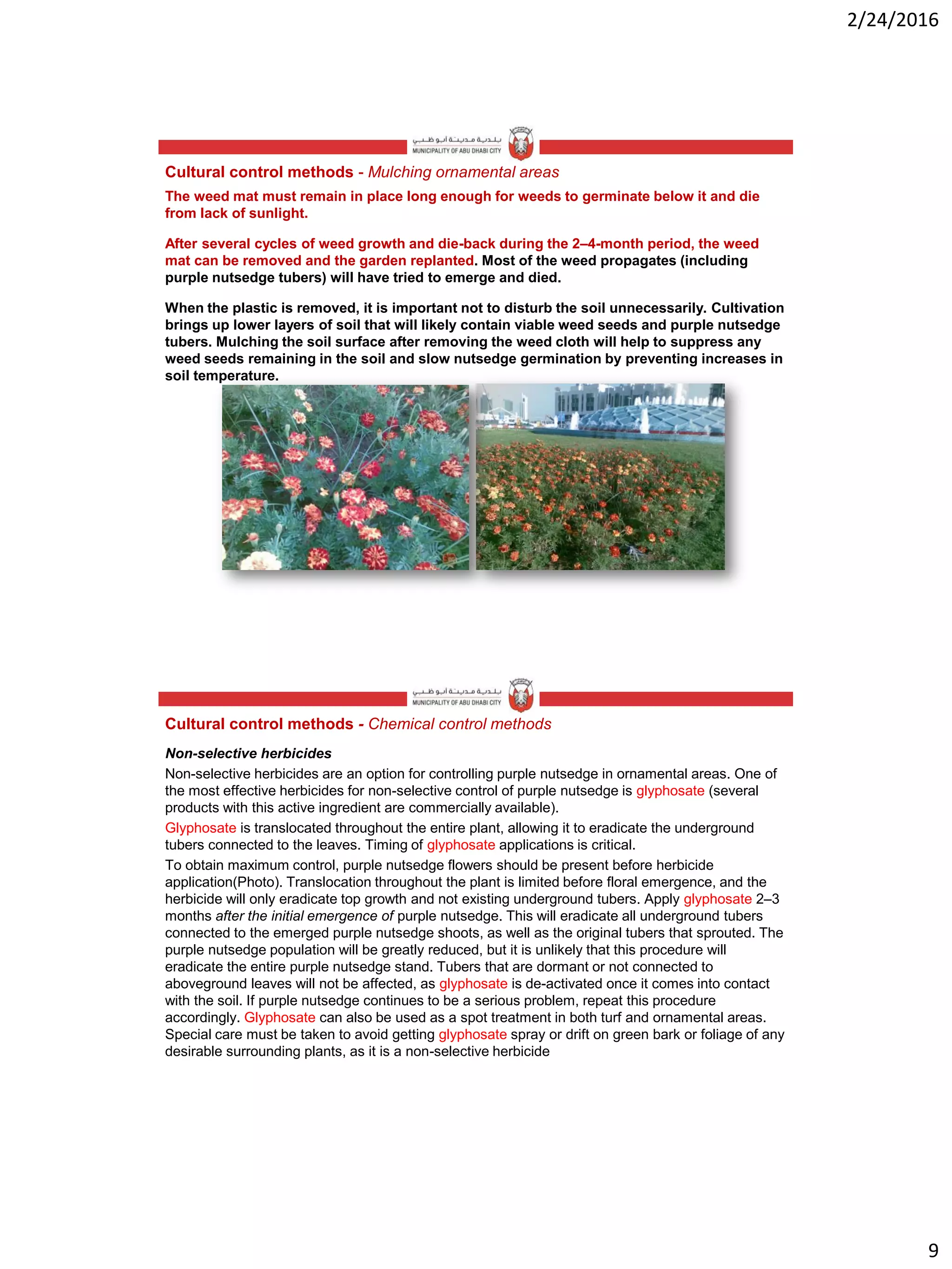 2/24/2016
9
Cultural control methods - Mulching ornamental areas
The weed mat must remain in place long enough for weeds to germinate below it and die
from lack of sunlight.
After several cycles of weed growth and die-back during the 2–4-month period, the weed
mat can be removed and the garden replanted. Most of the weed propagates (including
purple nutsedge tubers) will have tried to emerge and died.
When the plastic is removed, it is important not to disturb the soil unnecessarily. Cultivation
brings up lower layers of soil that will likely contain viable weed seeds and purple nutsedge
tubers. Mulching the soil surface after removing the weed cloth will help to suppress any
weed seeds remaining in the soil and slow nutsedge germination by preventing increases in
soil temperature.
Cultural control methods - Chemical control methods
Non-selective herbicides
Non-selective herbicides are an option for controlling purple nutsedge in ornamental areas. One of
the most effective herbicides for non-selective control of purple nutsedge is glyphosate (several
products with this active ingredient are commercially available).
Glyphosate is translocated throughout the entire plant, allowing it to eradicate the underground
tubers connected to the leaves. Timing of glyphosate applications is critical.
To obtain maximum control, purple nutsedge flowers should be present before herbicide
application(Photo). Translocation throughout the plant is limited before floral emergence, and the
herbicide will only eradicate top growth and not existing underground tubers. Apply glyphosate 2–3
months after the initial emergence of purple nutsedge. This will eradicate all underground tubers
connected to the emerged purple nutsedge shoots, as well as the original tubers that sprouted. The
purple nutsedge population will be greatly reduced, but it is unlikely that this procedure will
eradicate the entire purple nutsedge stand. Tubers that are dormant or not connected to
aboveground leaves will not be affected, as glyphosate is de-activated once it comes into contact
with the soil. If purple nutsedge continues to be a serious problem, repeat this procedure
accordingly. Glyphosate can also be used as a spot treatment in both turf and ornamental areas.
Special care must be taken to avoid getting glyphosate spray or drift on green bark or foliage of any
desirable surrounding plants, as it is a non-selective herbicide
 