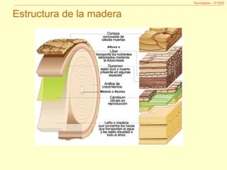 Tecnologías – 2º ESO Estructura de la madera Albura o Médula o Núcleo 