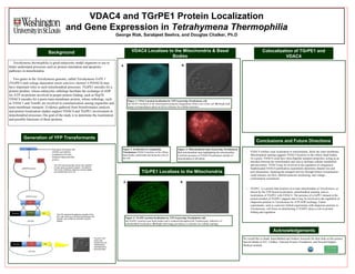 VDAC4 and TGrPE1 Protein Localization
and Gene Expression in Tetrahymena Thermophilia
George Rizk, Sarabjeet Seehra, and Douglas Chalker, Ph.D
Tetrahymena thermophilia is good eukaryotic model organism to use to
better understand processes such as protein translation and apoptotic-
pathways in mitochondria.
Two genes in the Tetrahymena genome, called Tetrahymena GrPE 1
(TGrPE1) and voltage dependent anion selective channel 4 (VDAC4) may
have important roles in such mitochondrial processes. TGrPE1 encodes for a
protein product, whose eukaryotic orthologs facilitate the exchange of ADP
for ATP on proteins involved in proper protein folding, such as Hsp70.
VDAC4 encodes for a porin trans-membrane protein, whose orthologs, such
as VDAC1 and Tom40, are involved in communication among organelles and
trans-membrane transport. Evidence gathered from bioinformatics analysis
and protein localization studies support VDAC4 and TGrPE1 involvement in
mitochondrial processesThThe goal of the study is to determine the localization
and possible functions of these proteins.
Acknowledgements
Generation of YFP Transformants
Background VDAC4 Localizes to the Mitochondria & Basal
Bodies
Colocalization of TGrPE1 and
VDAC4
Conclusions and Future Directions
TGrPE1 Localizes to the Mitochondria
• VDAC4 exhibits clear localization to mitochondria, likely the outer membrane.
Mitochondrial staining suggests VDAC4 localizes to the cilliary basal bodies.
As a porin, VDAC4 could have intra-flagellar transport properties, acting as an
interface between the mitochondria and cilia to facilitate cellular metabolism
and movement. VDAC4 may be involved in the regulation of ciliogenesis.
Sophisticated VDAC4 purification experiments determine channel size and
pore dimensions. Studying the transport activity through bilayer reconstitution
could measure ion flow, labeled molecule monitoring, and voltage-
conformation correlations.
 TGrPE1 is a protein that localizes at or near mitochondria of Tetrahymena, as
shown by the YFP fusion localization, mitochondrial staining, and co-
localization of TGrPE1 with VDAC4. The presence of a GrPE1 domain in the
protein product of TGrPE1 suggests that it may be involved in the regulation of
chaperone proteins in Tetrahymena by ATP/ADP exchange. Future
experiments, such as yeast-two hybrid experiments with chaperone proteins in
Tetrahymena, will focus on determining if TGrPE1 plays a role in protein
folding and regulation.
The GOI was directionally cloned into a pENTR-
D Topo vector by strand invasion. The pENTR-
GOI vector verified by restriction enzyme digest
and transformed into E coli
The GOI replaced the gateway cassette of the
pICY-gtw vector by a lambda recombinase (LR)
reaction, and verified by restriction enzyme
digests.
The pICY-GOI
vector was
transformed into
Tetrahymena
thermophilia by
electroporation
A B
Figure 1: VDAC4 protein localization by YFP in growing Tetrahymena cells
A) VDAC4 localizes to the mitochondria along the longitudinal cilliary rows of the cell. B) Bright field
image corresponding to photo on left as reference for cellular structures.
Figure 2: localization in conjugating
Tetrahymena VDAC4 localizes to the cilliary
basal bodies underneath and along the cilia of
the cell.
Figure 3: Mitochondrial stain of growing Tetrahymena
Red mitochondrial stain highlighting the mitochondria.
Confirms presence of VDAC4 localization outside of
mitochondria in left photo
We would like to thank Anna Ballard and Andrew Jezewski for their help on this project.
Special thanks to D.L. Chalker, National Science Foundation, and Howard Hughes
Medical institute.
A B
Figure 4: TGrPE1 protein localization by YFP in growing Tetrahymena cells
A) TGrPE1 localizes near basal bodies and is scattered throughout the Tetrahymena, indicative of
mitochondrial localization. B) Bright field image provided as a reference for cellular topology.
 