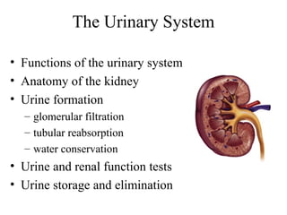 The Urinary System

• Functions of the urinary system
• Anatomy of the kidney
• Urine formation
  – glomerular filtration
  – tubular reabsorption
  – water conservation
• Urine and renal function tests
• Urine storage and elimination
 
