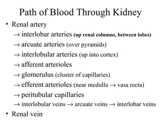 702 kidney | PPT