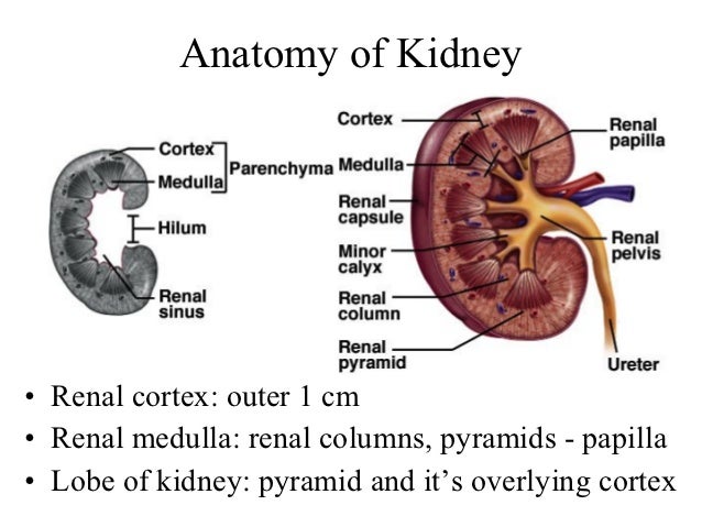 What Structures Are Located In The Renal Cortex