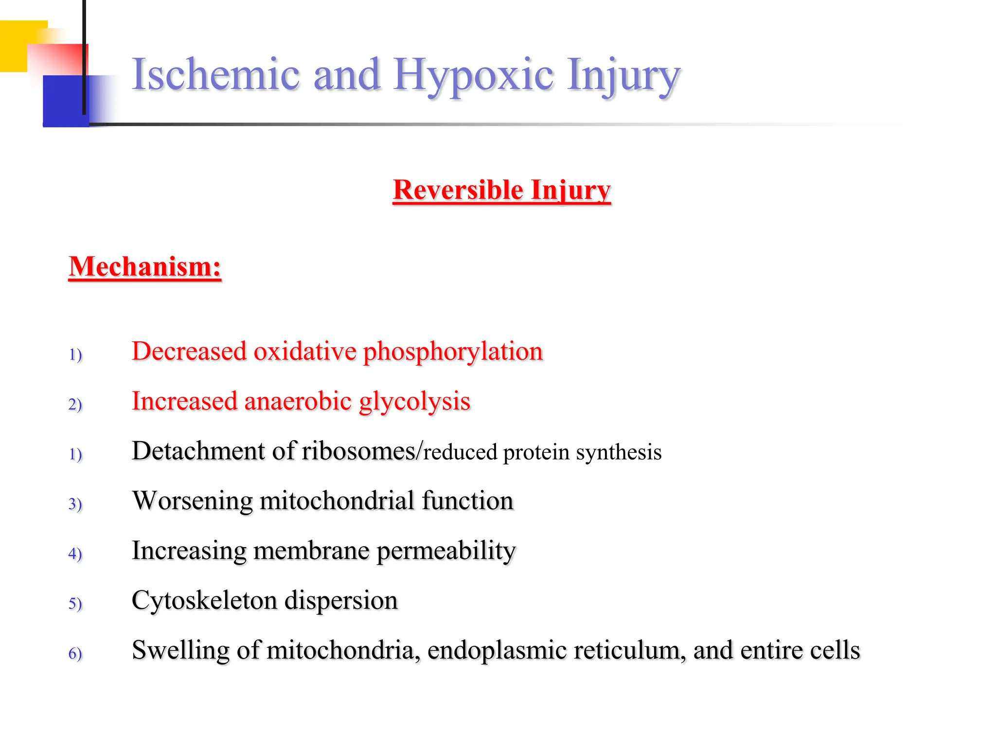 Ischemic and Hypoxic Injury
Reversible Injury
Mechanism:
1) Decreased oxidative phosphorylation
2) Increased anaerobic glycolysis
1) Detachment of ribosomes/reduced protein synthesis
3) Worsening mitochondrial function
4) Increasing membrane permeability
5) Cytoskeleton dispersion
6) Swelling of mitochondria, endoplasmic reticulum, and entire cells
 