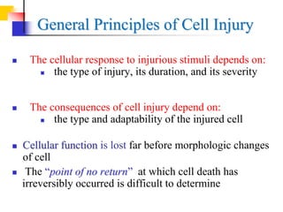 General Principles of Cell Injury
 The cellular response to injurious stimuli depends on:
 the type of injury, its duration, and its severity
 The consequences of cell injury depend on:
 the type and adaptability of the injured cell
 Cellular function is lost far before morphologic changes
of cell
 The “point of no return” at which cell death has
irreversibly occurred is difficult to determine
 