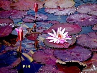 F I N 