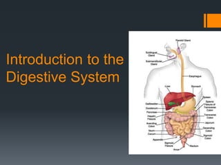 Introduction to the
Digestive System
 