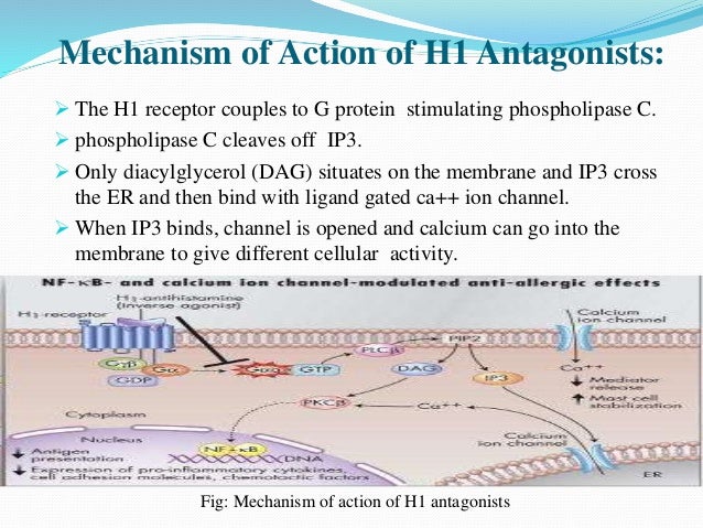 Phenergan Mechanism Of Action Phenergan Mechanism Of Action
