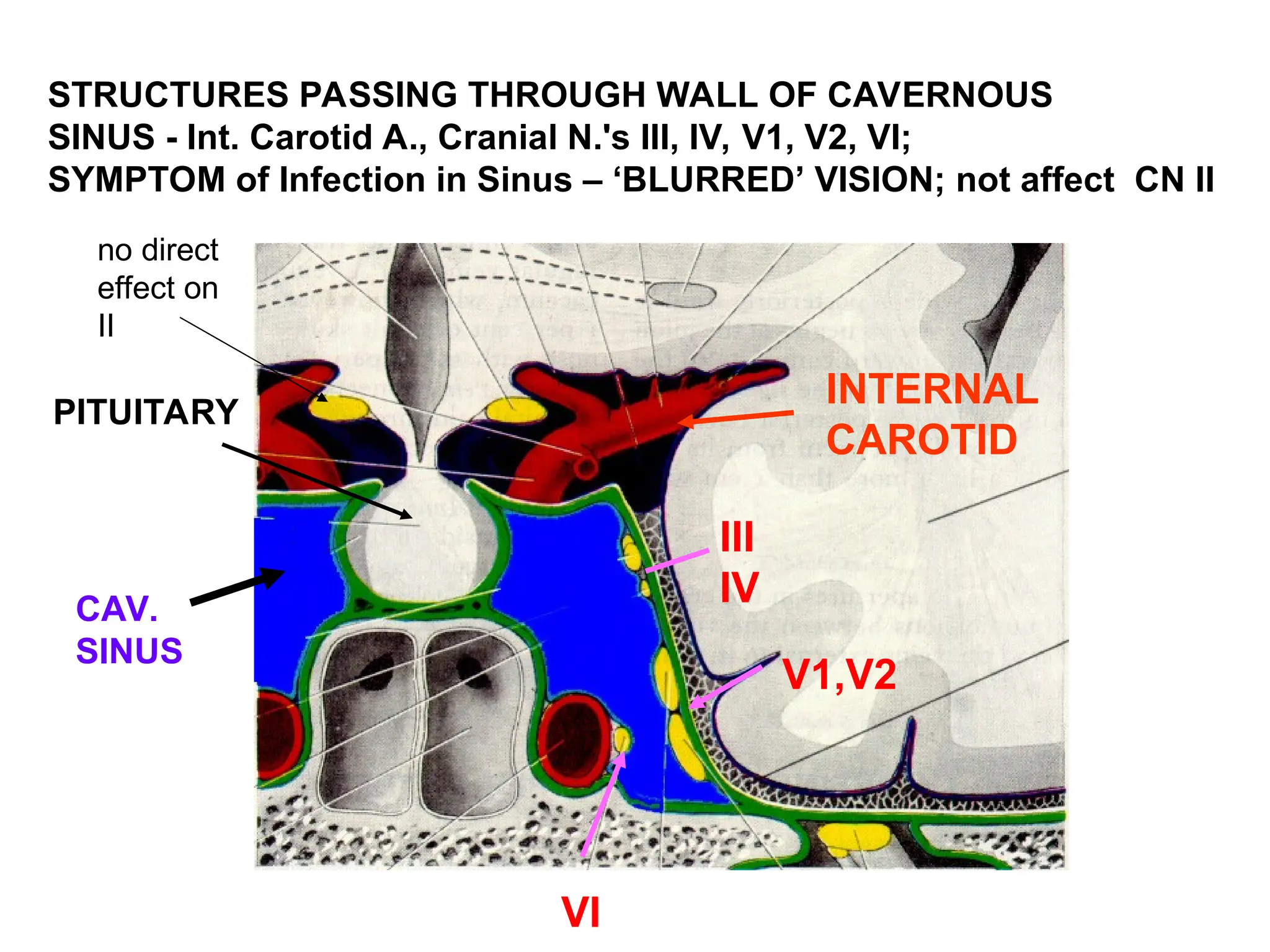 Head Neck Cranial Nerves Anatomy ppt