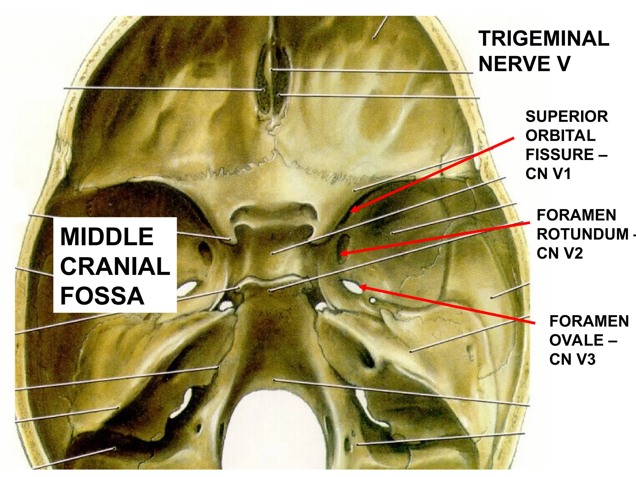head & neck cranial nerves - anatomy.ppt