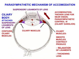head & neck cranial nerves - anatomy.ppt