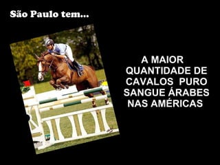 A MAIOR QUANTIDADE DE CAVALOS  PURO SANGUE ÁRABES NAS AMÉRICAS   São Paulo tem... 