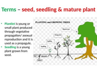Comprehensive Overview of Plant Growth and Development Processes | PPTX