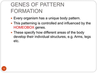 PATTERN FORMATION | PPTX