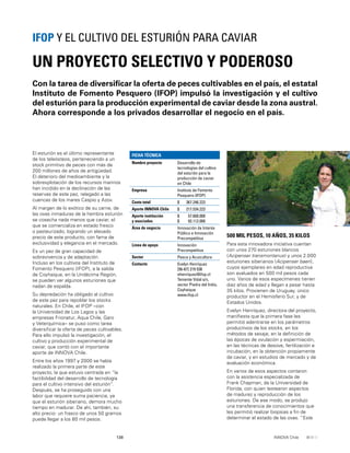 138 INNOVA Chile
El esturión es el último representante
de los teleósteos, perteneciendo a un
stock primitivo de peces con más de
200 millones de años de antigüedad.
El deterioro del medioambiente y la
sobrexplotación de los recursos marinos
han incidido en la declinación de las
reservas de este pez, relegado a las
cuencas de los mares Caspio y Azov.
Al margen de lo exótico de su carne, de
las ovas inmaduras de la hembra esturión
se cosecha nada menos que caviar, el
que se comercializa en estado fresco
o pasteurizado, logrando un elevado
precio de este producto, con fama de
exclusividad y elegancia en el mercado.
Es un pez de gran capacidad de
sobrevivencia y de adaptación.
Incluso en los cultivos del Instituto de
Fomento Pesquero (IFOP), a la salida
de Coyhaique, en la Undécima Región,
se pueden ver algunos esturiones que
nadan de espalda.
Su depredación ha obligado al cultivo
de este pez para repoblar los stocks
naturales. En Chile, el IFOP –con
la Universidad de Los Lagos y las
empresas Frionatur, Aqua Chile, Garo
y Veterquímica– se puso como tarea
diversiﬁcar la oferta de peces cultivables.
Para ello impulsó la investigación, el
cultivo y producción experimental de
caviar, que contó con el importante
aporte de INNOVA Chile.
Entre los años 1997 y 2000 se había
realizado la primera parte de este
proyecto, la que estuvo centrada en “la
factibilidad del desarrollo de tecnología
para el cultivo intensivo del esturión”.
Después, se ha proseguido con una
labor que requiere suma paciencia, ya
que el esturión siberiano, demora mucho
tiempo en madurar. De ahí, también, su
alto precio: un frasco de unos 50 gramos
puede llegar a los 80 mil pesos.
Con la tarea de diversiﬁcar la oferta de peces cultivables en el país, el estatal
Instituto de Fomento Pesquero (IFOP) impulsó la investigación y el cultivo
del esturión para la producción experimental de caviar desde la zona austral.
Ahora corresponde a los privados desarrollar el negocio en el país.
UN PROYECTO SELECTIVO Y PODEROSO
IFOP Y EL CULTIVO DEL ESTURIÓN PARA CAVIAR
FICHA TÉCNICA
Nombre proyecto Desarrollo de
tecnologías del cultivo
del esturión para la
producción de caviar
en Chile
Empresa Instituto de Fomento
Pesquero (IFOP)
Costo total $ 367.246.223
Aporte INNOVA Chile $ 217.534.223
Aporte institución
y asociados
$
$
57.600.000
92.112.000
Área de negocio Innovación de Interés
Público e Innovación
Precompetitiva
Línea de apoyo Innovación
Precompetitiva
Sector Pesca y Acuicultura
Contacto Evelyn Henríquez
[56-67] 219 538
ehenriquez@ifop.cl
Teniente Vidal s/n,
sector Piedra del Indio,
Coyhaique
www.ifop.cl
500 MIL PESOS, 10 AÑOS, 35 KILOS
Para esta innovadora iniciativa cuentan
con unos 270 esturiones blancos
(Acipenser transmontanus) y unos 2.000
esturiones siberianos (Acipenser baeri),
cuyos ejemplares en edad reproductiva
son avaluados en 500 mil pesos cada
uno. Varios de esos especímenes tienen
diez años de edad y llegan a pesar hasta
35 kilos. Provienen de Uruguay, único
productor en el Hemisferio Sur, y de
Estados Unidos.
Evelyn Henríquez, directora del proyecto,
maniﬁesta que la primera fase les
permitió adentrarse en los parámetros
productivos de los stocks, en los
métodos de sexaje, en la deﬁnición de
las épocas de ovulación y espermiación,
en las técnicas de desove, fertilización e
incubación, en la obtención propiamente
de caviar, y en estudios de mercado y de
evaluación económica.
En varios de esos aspectos contaron
con la asistencia especializada de
Frank Chapman, de la Universidad de
Florida, con quien testearon aspectos
de madurez y reproducción de los
esturiones. De ese modo, se produjo
una transferencia de conocimientos que
les permitió realizar biopsias a ﬁn de
determinar el estado de las ovas. “Este
 