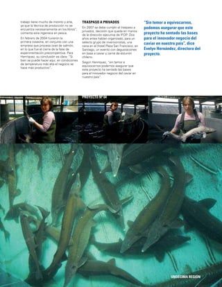 139
“Sin temor a equivocarnos,
podemos asegurar que este
proyecto ha sentado las bases
para el innovador negocio del
caviar en nuestro país”, dice
Evelyn Hernández, directora del
proyecto.
UNDÉCIMA REGIÓN
PROYECTO Nº 64
trabajo tiene mucho de instinto y arte,
ya que la técnica de producción no se
encuentra necesariamente en los libros”,
comenta esta ingeniera en pesca.
En febrero de 2004 tuvieron la
primera cosecha, en conjunto con una
empresa que procesa ovas de salmón,
en lo que fue el cierre de la fase de
experimentación precompetitiva. Para
Henríquez, su conclusión es clara: “Si
bien se puede hacer aquí, en condiciones
de temperatura más alta el negocio se
hace más productivo”.
TRASPASO A PRIVADOS
En 2007 se debe cumplir el traspaso a
privados, decisión que queda en manos
de la dirección ejecutiva de IFOP. Dos
años antes habían organizado, para un
selecto grupo de inversionistas, una
cena en el Hotel Plaza San Francisco, en
Santiago, un evento con degustaciones
en base a caviar y carne de esturión
chileno.
Según Henríquez, “sin temor a
equivocarnos podemos asegurar que
este proyecto ha sentado las bases
para el innovador negocio del caviar en
nuestro país”.
 