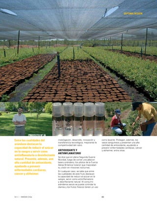 83INNOVA Chile
SÉPTIMA REGIÓN
PROYECTO Nº 36
Entre las cualidades del
arándano destacan la
capacidad de reducir el azúcar
en la sangre y servir como
antiinﬂamatorio o desinfectante
natural. Presenta, además, una
alta cantidad de antioxidante,
ayudando a prevenir
enfermedades cardíacas,
cáncer y alzheimer.
investigación, desarrollo, innovación y
transferencia tecnológica, mejorando la
competitividad del rubro.
ANTIOXIDANTE Y
ANTIINFLAMATORIO
Se dice que en plena Segunda Guerra
Mundial, luego de comer una jalea en
base a arándano, los pilotos de la Fuerza
Aérea Británica notaron que mejoraban
su visión en misiones nocturnas.
En cualquier caso, se sabe que entre
las cualidades de este fruto destacan
la capacidad de reducir el azúcar en la
sangre, servir como antiinﬂamatorio
y desinfectante natural. Al consumir
arándanos secos se puede controlar la
diarrea y los frutos frescos tienen un uso
como laxante. Protegen, además, los
vasos sanguíneos y presentan una alta
cantidad de antioxidante, ayudando a
prevenir enfermedades cardíacas, cáncer
y alzheimer, entre otras.
 