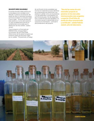 87 CUARTA REGIÓN
“Una de las metas de este
innovador proyecto es
penetrar en los mercados
internacionales más exigentes
y exportar 10 mil kilos de
aceite de oliva caracterizado
y certiﬁcado”, señala Fabiola
Jamett, jefa de laboratorio.
PROYECTO Nº 38
UN ACEITE MÁS SALUDABLE
El proceso de este noble producto de
la naturaleza es tan complejo como
delicado. Cuando en la extracción del
aceite de oliva no intervienen procesos
químicos se obtiene un producto virgen
o extra virgen. “Entonces se dice que
este aceite es un zumo de la aceituna,
un jugo completamente natural con
componentes nutricionales que lo
diferencian de otros aceites”, explica
Jamett.
Tras el proyecto co-ﬁnanciado por
INNOVA Chile, el equipo llegó a
la conclusión de que Chile puede
diferenciarse de los países europeos que
producen aceite de oliva extra virgen
por su calidad: “Precisamente, el trabajo
de certiﬁcación de las variedades que
hicimos en el laboratorio busca identiﬁcar
los componentes que diferencian a los
aceites en calidad, como son la presencia
o no de polifenoles o antioxidantes y el
perﬁl de ácido graso. De ello dependerá
que un aceite de oliva sea saludable o no,
una de las razones fundamentales de su
consumo en el extranjero”, concluye le
jefa de laboratorio del proyecto.
 