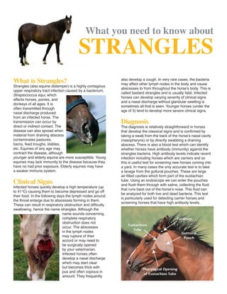 What you need to know about
STRANGLES
What is Strangles?
Strangles (also equine distemper) is a highly contagious
upper respiratory tract infection caused by a bacterium,
Streptococcus equi, which
affects horses, ponies, and
donkeys of all ages. It is
often transmitted through
nasal discharge produced
from an infected horse. The
transmission can occur by
direct or indirect contact. The
disease can also spread when
material from draining abscess
contaminates pastures,
barns, feed troughs, stables,
etc. Equines of any age may
contract the disease, although
younger and elderly equine are more susceptible. Young
equines may lack immunity to the disease because they
have no had prior exposure. Elderly equines may have
a weaker immune system.
Clinical Signs
Infected horses quickly develop a high temperature (up
to 41°C) causing them to become depressed and go off
their food. In the following days the lymph nodes around
the throat enlarge due to abscesses forming in them.
These can result in respiratory obstruction and difficulty
swallowing, hence the name strangles. Although the
name sounds concerning,
complete respiratory
obstruction does not
occur. The abscesses
in the lymph nodes
may rupture of their
accord or may need to
be surgically opened
by your veterinarian.
Infected horses often
develop a nasal discharge
which may start clear
but becomes thick with
pus and often copious in
amount. They frequently
also develop a cough. In very rare cases, the bacteria
may affect other lymph nodes in the body and cause
abscesses to from throughout the horse’s body. This is
called bastard strangles and is usually fatal. Infected
horses can develop varying severity of clinical signs
and a nasal discharge without glandular swelling is
sometimes all that is seen. Younger horses (under the
age of 5) tend to develop more severe clinical signs.
Diagnosis
The diagnosis is relatively straightforward in horses
that develop the classical signs and is confirmed by
taking a swab from the back of the horse’s nasal cavity
(nasopharynx) or by directly swabbing a draining
abscess. There is also a blood test which can identify
whether horses have antibody (immunity) against the
strangles bacteria. High antibody levels indicate recent
infection including horses which are carriers and so
this is useful test for screening new horses coming into
a yard. In many cases the only accurate test is to take
a lavage from the guttural pouches. These are large
air-filled cavities which form part of the eustachian
tube. Using an endoscope we can enter the pouches
and flush them through with saline, collecting the fluid
that runs back out of the horse’s nose. This fluid can
be analyzed for both live and dead bacteria. This test
is particularly used for detecting carrier horses and
screening horses that have high antibody levels.
 