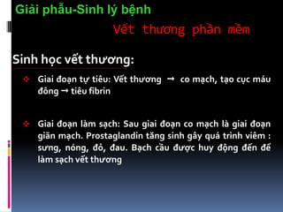 Vết thương phần mềm
Sinh học vết thương:
 Giai đoạn tự tiêu: Vết thương  co mạch, tạo cục máu
đông  tiêu fibrin
 Giai đoạn làm sạch: Sau giai đoạn co mạch là giai đoạn
giãn mạch. Prostaglandin tăng sinh gây quá trình viêm :
sưng, nóng, đỏ, đau. Bạch cầu được huy động đến để
làm sạch vết thương
Giải phẫu-Sinh lý bệnh
 