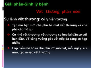 Vết thương phần mềm
Sự lành vết thương: có 3 hiện tượng
 Tạo mô hạt mới che phủ bề mặt vết thương và che
phủ các mô quí
 Co nhỏ vết thương: vết thương co hẹp lại dần so với
ban đầu. VT càng vuông góc với nếp da càng co hẹp
nhiều
 Lớp biểu mô bò ra che phủ lớp mô hạt, mỗi ngày 1-2
mm, tạo ra sẹo vết thương
Giải phẫu-Sinh lý bệnh
 