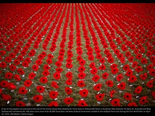 A sea of red poppies are pictured at the site of the former Royal New Zealand Air Force base at Hobsonville Point in Auckl...