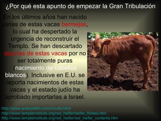 ¿Por qué esta apunto de empezar la Gran Tribulación
En los últimos años han nacido
varias de estas vacas bermejas,
     lo cual ha despertado la
    urgencia de reconstruir el
   Templo. Se han descartado
 algunas de estas vacas por no
       ser totalmente puras
     (nacimiento de cabellos
 blancos). Inclusive en E.U. se
  reporta nacimientos de estas
    vacas y el estado judío ha
 aprobado importarlas a Israel.
http://www.antesdelfin.com/novilla.html
http://www.templeinstitute.org/red_heifer/heifer_fitness.htm
http://www.templeinstitute.org/red_heifer/red_heifer_contents.htm
 