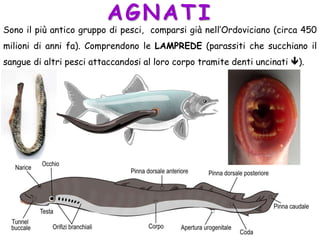 AGNATI
Sono il più antico gruppo di pesci, comparsi già nell’Ordoviciano (circa 450
milioni di anni fa). Comprendono le LAMPREDE (parassiti che succhiano il
sangue di altri pesci attaccandosi al loro corpo tramite denti uncinati ).
 