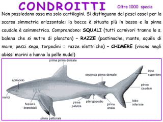 CONDROITTINon possiedono ossa ma solo cartilagini. Si distinguono dai pesci ossei per la
scarsa simmetria orizzontale: la bocca è situata più in basso e la pinna
caudale è asimmetrica. Comprendono: SQUALI (tutti carnivori tranne lo s.
balena che si nutre di plancton) – RAZZE (pastinache, mante, aquile di
mare, pesci sega, torpedini = razze elettriche) – CHIMERE (vivono negli
abissi marini e hanno la pelle nuda!)
Oltre 1000 specie
 