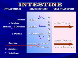 INTRALUMINAL BRUSH BORDER CELL TRANSPORTINTRALUMINAL BRUSH BORDER CELL TRANSPORT
MaltoseMaltose
αα AmylaseAmylase
Maltose MaltotrioseMaltose Maltotriose
αα DextrinDextrin
MaltaseMaltase
MaltaseMaltase
αα DextrinaseDextrinase
GG
LL
UU
CC
OO
SS
EE
GlucoseGlucose
FructoseFructose
SucraseSucraseSucroseSucrose
Active TransportActive Transport
Active TransportActive Transport
Passive TransportPassive Transport
AcarboseAcarbose
VolgliboseVolglibose
 
