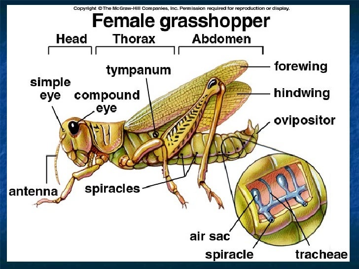 7[1].2 the respiratory structure