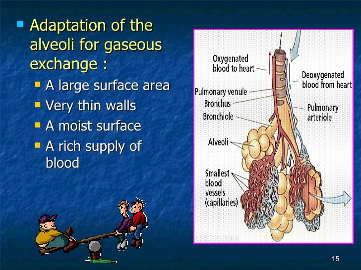 7[1].2 the respiratory structure