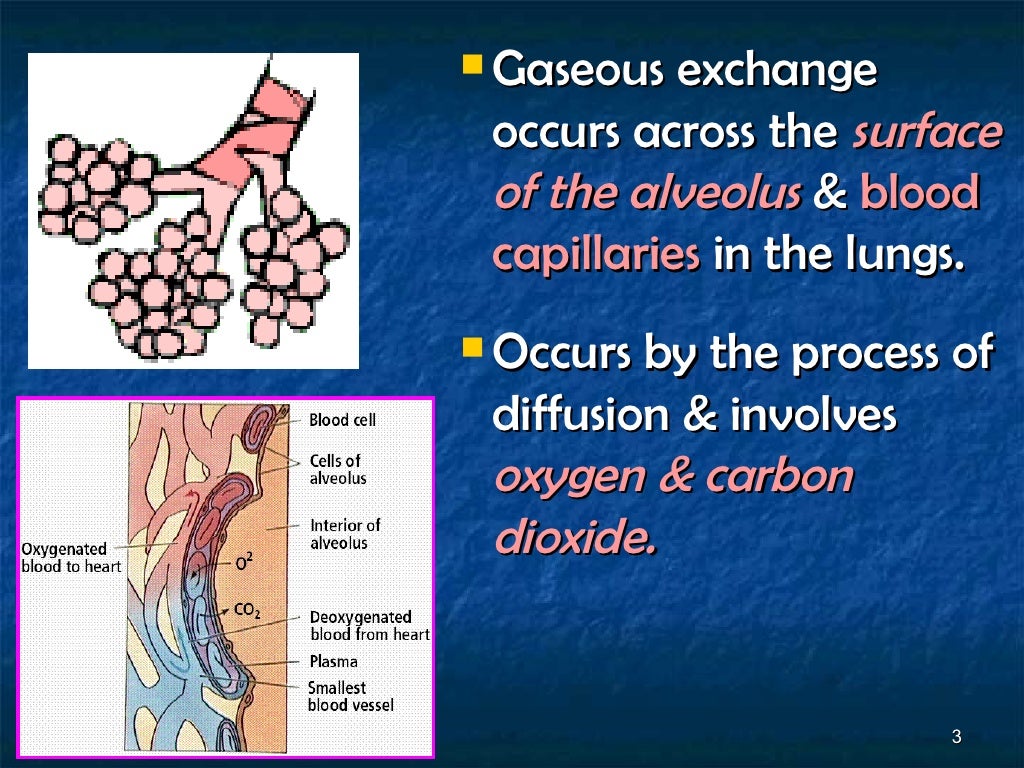 7[1].3 the concept of gaseous exchange