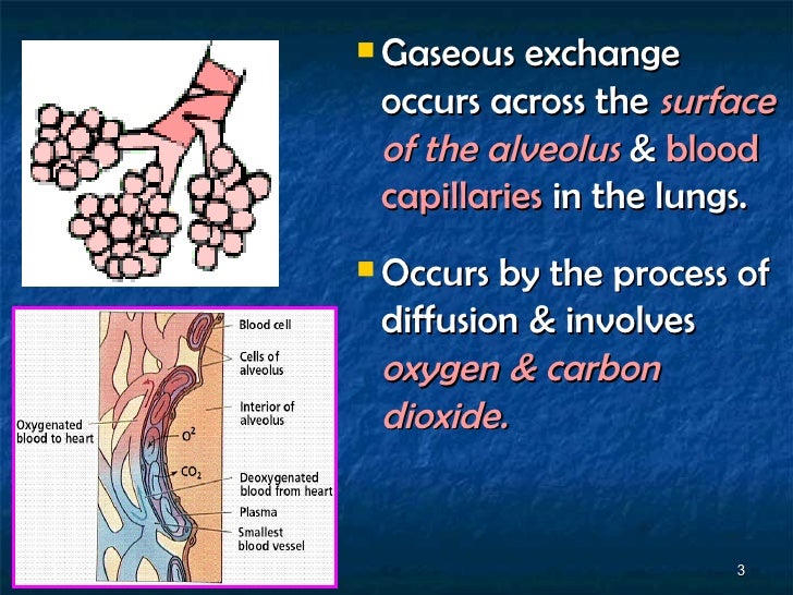 7[1].3 the concept of gaseous exchange