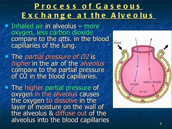 7[1].3 the concept of gaseous exchange