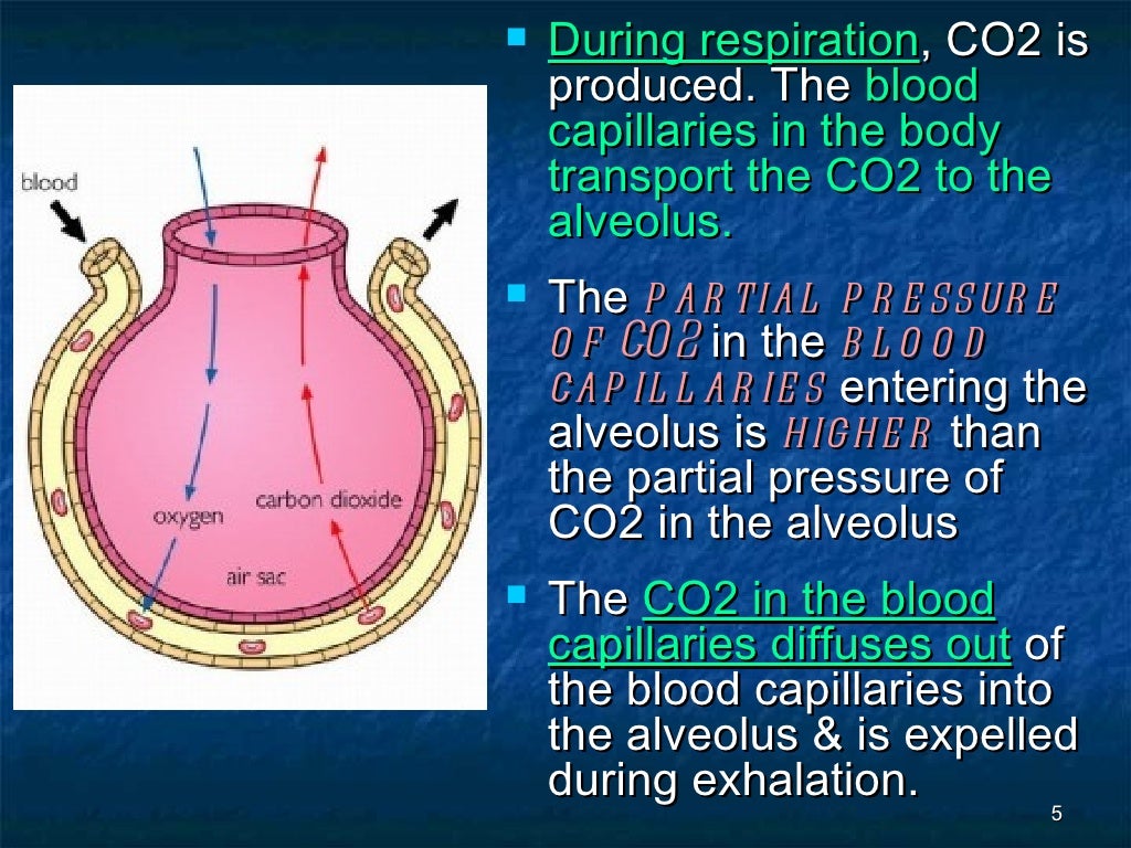 7[1].3 the concept of gaseous exchange