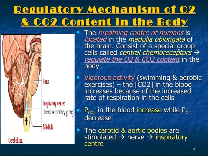 7[1].4 the regulatory mechanism in respiration