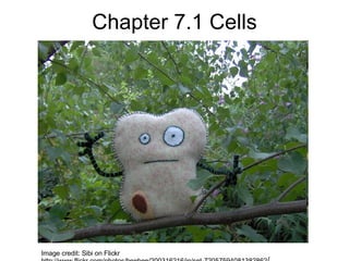 Chapter 7.1 Cells Image credit: Sibi on Flickr http://www.flickr.com/photos/beebee/200316216/in/set-72057594081382862 / 
