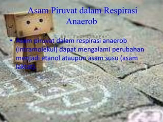 Asam Piruvat dalam Respirasi
              Anaerob

• Asam piruvat dalam respirasi anaerob
  (intramolekul) dapat mengalami perubahan
  menjadi etanol ataupun asam susu (asam
  laktat).
 