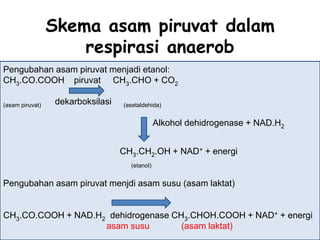 Skema asam piruvat dalam
              respirasi anaerob
Pengubahan asam piruvat menjadi etanol:
CH3.CO.COOH piruvat CH3.CHO + CO2
Pengubahan asam piruvat menjadi etanol:
CH3.CO.COOH piruvat CH3.CHO + CO2
(asam piruvat) dekarboksilasi (asetaldehida)
(asam piruvat) dekarboksilasi (asetaldehida)
                                         Alkohol dehidrogenase + NAD.H2
                                         Alkohol dehidrogenase + NAD.H2
                          CH3.CH2.OH + NAD+ + energi
                                (etanol)
Pengubahan asam piruvat menjdi .CH .OH + NAD+ +laktat)
                          CH3 asam susu (asam energi
                                      2
CH3.CO.COOH + NAD.H2 dehidrogenase CH3.CHOH.COOH + NAD+ + energi
                             (etanol)
                       asam susu         (asam laktat)
Pengubahan asam piruvat menjdi asam susu (asam laktat)


CH3.CO.COOH + NAD.H2 dehidrogenase CH3.CHOH.COOH + NAD+ + energi
                    asam susu        (asam laktat)
 