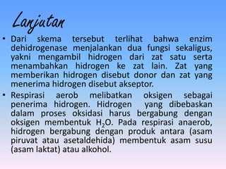 Lanjutan
• Dari skema tersebut terlihat bahwa enzim
  dehidrogenase menjalankan dua fungsi sekaligus,
  yakni mengambil hidrogen dari zat satu serta
  menambahkan hidrogen ke zat lain. Zat yang
  memberikan hidrogen disebut donor dan zat yang
  menerima hidrogen disebut akseptor.
• Respirasi aerob melibatkan oksigen sebagai
  penerima hidrogen. Hidrogen yang dibebaskan
  dalam proses oksidasi harus bergabung dengan
  oksigen membentuk H2O. Pada respirasi anaerob,
  hidrogen bergabung dengan produk antara (asam
  piruvat atau asetaldehida) membentuk asam susu
  (asam laktat) atau alkohol.
 