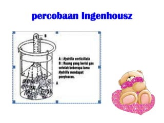 percobaan Ingenhousz
 