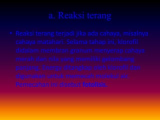 a. Reaksi terang
• Reaksi terang terjadi jika ada cahaya, misalnya
  cahaya matahari. Selama tahap ini, klorofil
  didalam membran granum menyerap cahaya
  merah dan nila yang memiliki gelombang
  panjang. Energy ditangkap oleh klorofil dan
  digunakan untuk memecah molekul air.
  Pemecahan ini disebut fotolisis.
 