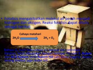 • Fotolisis mengakibatkan molekul air pecah menjadi
  hidrogen dan oksigen. Reaksi fotolisis dapat ditulis
  sebagai berikut:
              Cahaya matahari
       2H2O                     2H2 + O2


 Bahwa O2 hasil fotosintesis ini berasal dari peristiwa
 fotolisis, telah dibuktikan dengan isotope 18O oleh S. Ruben
 dan M.D Kamen serta Robert Hill (ahi kimia Inggris). Reaksi
 terang disebut juga reaksi hill.
 