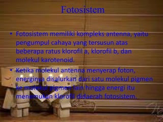 Fotosistem

• Fotosistem memiliki kompleks antenna, yaitu
  pengumpul cahaya yang tersusun atas
  beberapa ratus klorofil a, klorofil b, dan
  molekul karotenoid.
• Ketika molekul antenna menyerap foton,
  energinya disalurkan dari satu molekul pigmen
  ke molekul pigmen lain hingga energi itu
  menemukan klorofil didaerah fotosistem.
 
