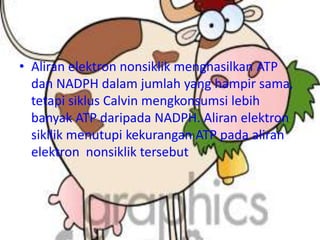 • Aliran elektron nonsiklik menghasilkan ATP
  dan NADPH dalam jumlah yang hampir sama,
  tetapi siklus Calvin mengkonsumsi lebih
  banyak ATP daripada NADPH. Aliran elektron
  sikllik menutupi kekurangan ATP pada aliran
  elektron nonsiklik tersebut
 