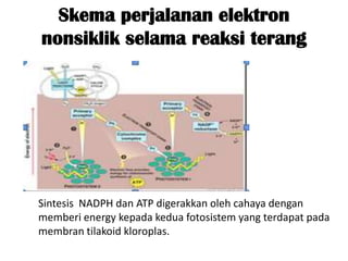 Skema perjalanan elektron
nonsiklik selama reaksi terang




Sintesis NADPH dan ATP digerakkan oleh cahaya dengan
memberi energy kepada kedua fotosistem yang terdapat pada
membran tilakoid kloroplas.
 