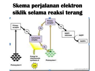 Skema perjalanan elektron
siklik selama reaksi terang
 