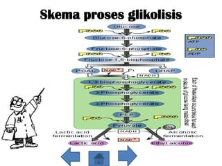 Skema proses glikolisis
 