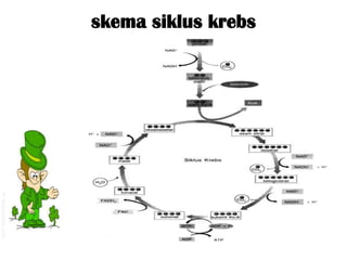 skema siklus krebs
 